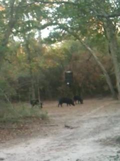 Hogs Under Feeder 50 yards.jpg